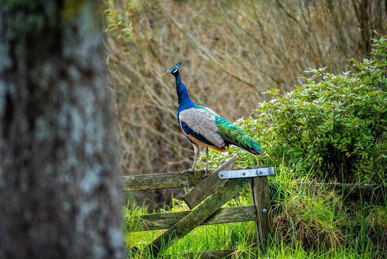 Woodhouse Mountain Lodge Warkworth Luaran gambar